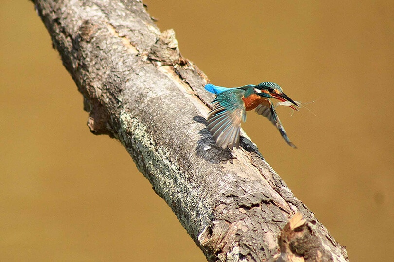 Pictures Luring You Into Nepal
